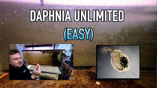 How I Raise Daphnia Water Fleas And You Can Too [upl. by Ettezus263]