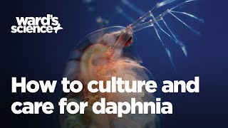 Caring and Culturing for Daphnia [upl. by Dammahum987]