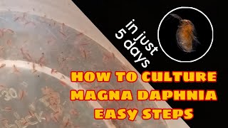 How to Culture Magna Daphnia Easily [upl. by Nutsud]