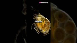 How to culture Daphnia for your Aquarium [upl. by Adnirual]