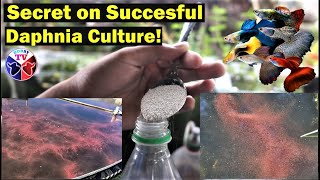 How to Culture Daphnia Successfully [upl. by Adall]