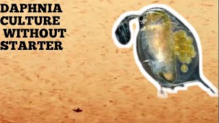 HOW TO CULTURE DAPHNIA NATURALLY WITHOUT A STARTER [upl. by Wynnie]