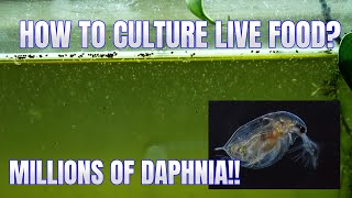 How to Culture Daphnia Secret Method to Breed MILLIONS  Simply Aquatic [upl. by Yerxa986]