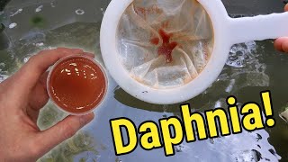 How I Culture Daphnia In Outdoor Tubs [upl. by Eileme]