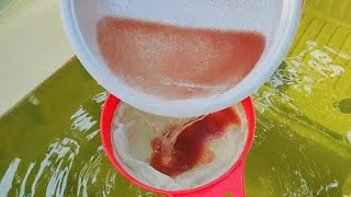 How to culture daphnia  Daphnia culture  How to grow daphnia outdoor [upl. by Nerhe]