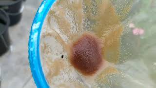 How to culture daphnia moina in a small container Part 1 English Subtitle [upl. by Sylvia]