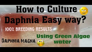 Daphnia MagnaHow to Culture Daphnia Easy wayCulturing Daphnia using Green water Daphnia [upl. by Atinehc]