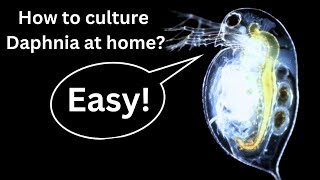 BEST Live Fish Food Beginner guide How to Culture Daphnia at home [upl. by Hatnamas885]