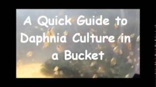 How to culture daphnia outside [upl. by Gaile577]