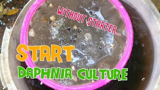 How to culture daphnia moina the easy way 1  Starting the Daphnia culture [upl. by Augustina]