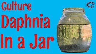 How to Culture Daphnia in a Jar [upl. by Marlo]