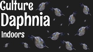 How to Culture Daphnia [upl. by Shandeigh]