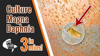 How to culture DAPHNIA MAGNA  The easy way [upl. by Lombardy560]