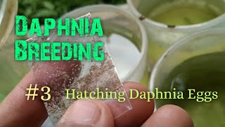 Daphnia Culture made simple and easy 3  Hatching Daphnia eggs [upl. by Azaleah]