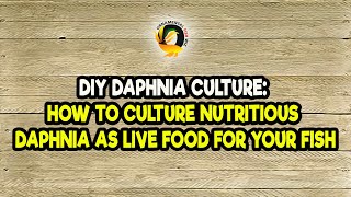 DIY Daphnia Culture How to Culture Nutritious Daphnia as Live Food for Your Fish [upl. by Allsopp]