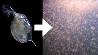 How I Culture Daphnia [upl. by Nwahsauq186]