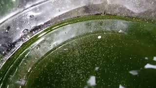 DAPHNIA MOINA CULTURE IN A SMALL BUCKET [upl. by Umeh]