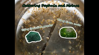 How To Culture Daphnia and Moinas using Green Water Spirulina powder [upl. by Manning582]