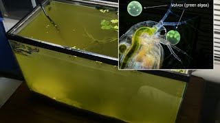 Raising Daphnia for the Freshwater Aquarium [upl. by Radcliffe]