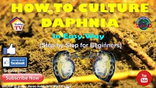 HOW TO CULTURE DAPHNIA In Easy Way [upl. by Otsirc]